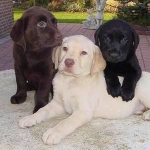 Meet your Posher, Dave patty